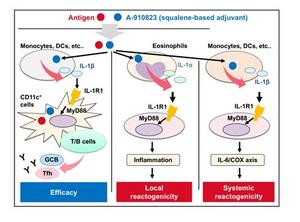 Distinct immune pathways separate vaccine protection from reactogenicity