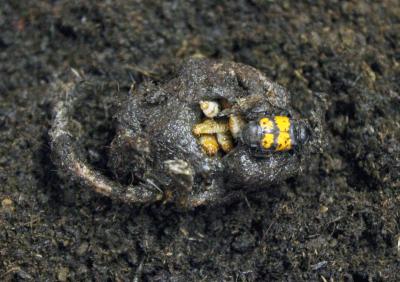 Burying Beetle