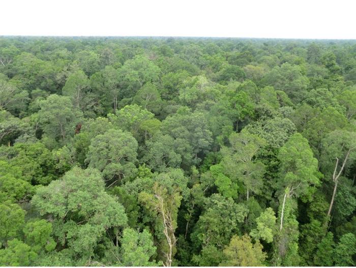 Tropical Peat Swamp Forest in Sarawak, Malaysia