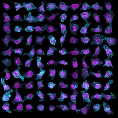 Human Stem Cell Variability