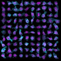 Human Stem Cell Variability