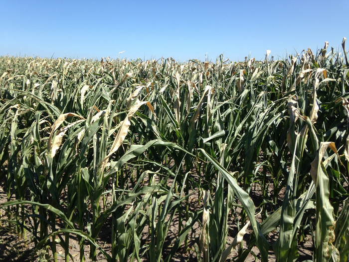 Wilted corn