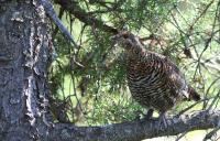 Canada Grouse Sometimes Known as the 