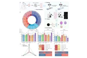 Overview of the virtual staining workflow and performance evaluation