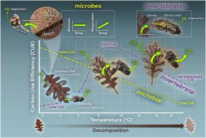 Leaf decomposition in rivers