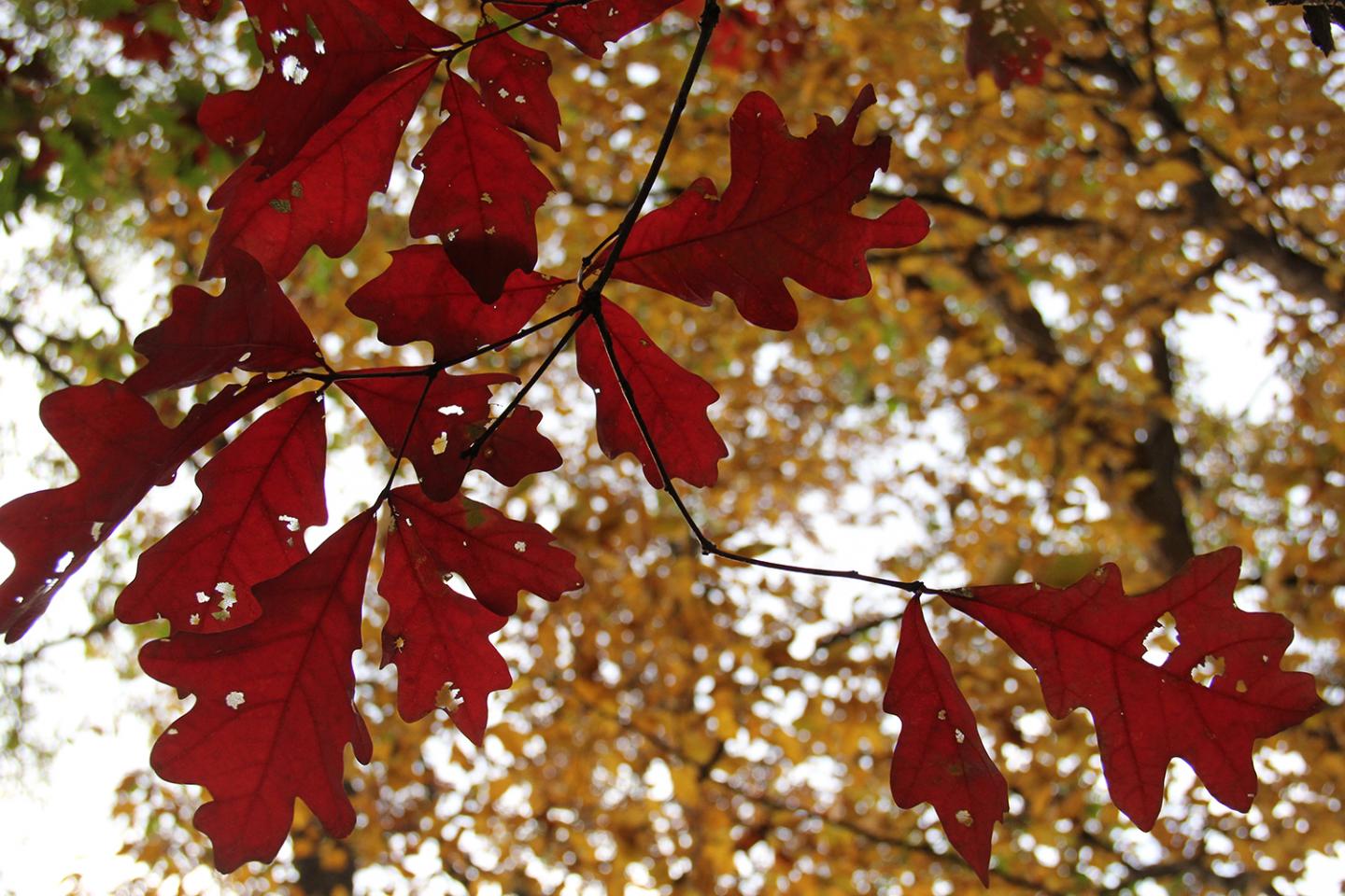 Oak