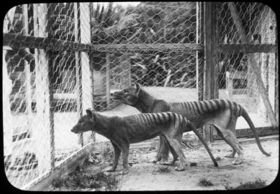 2 Tasmanian Tigers