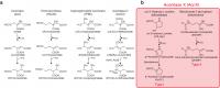 Figure 1. Schematic reactions of aconitase superfamily members.