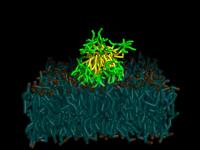 Micelle-Membrane Binding (2)