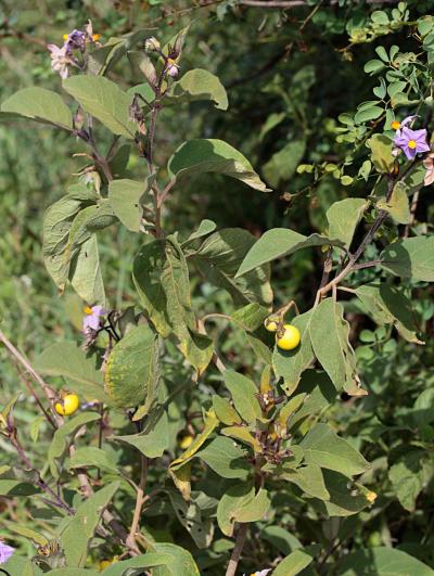 Solanum Plant