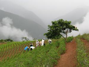 Aymara Women harvesting_CAROLINE-CONZELMAN.jpg
