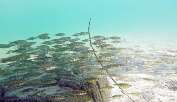 Stickleback School