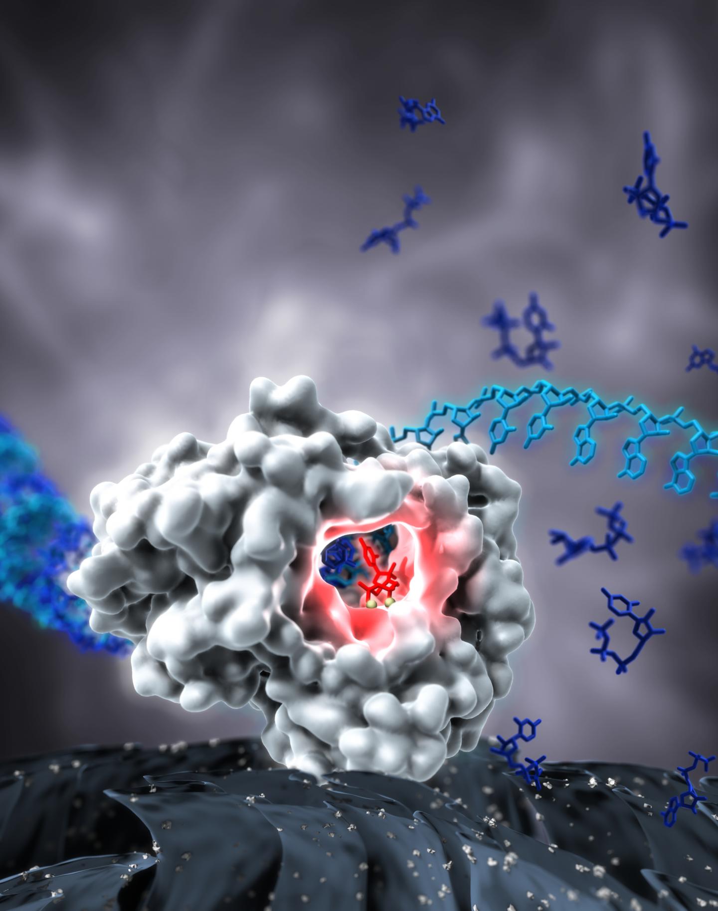Structure of Hepatitis C-Sustaining Enzyme Solved (2 of 2)