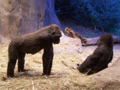 Gorillas at Woodland Park Zoo, Seattle