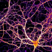 A Virus-Like Protein in the Brain Delivers Cargo to Cells