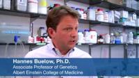 Dr. Hannes Buelow Discusses Sensory Dendrites