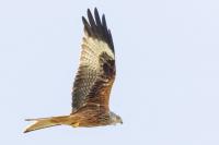 Red-kite