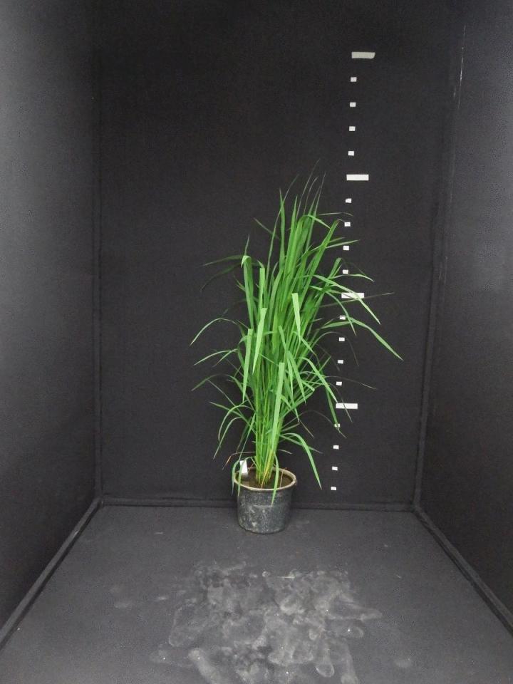Rice varieties GIF