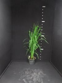 Rice varieties GIF