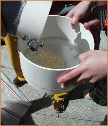 Plankton Sample