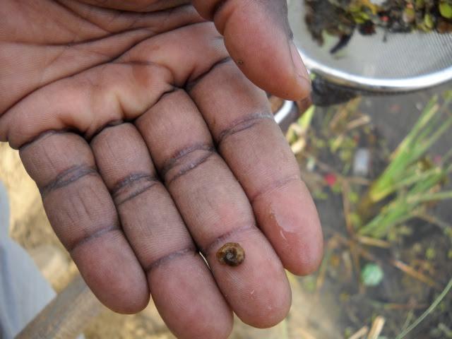 Image of Snail Host