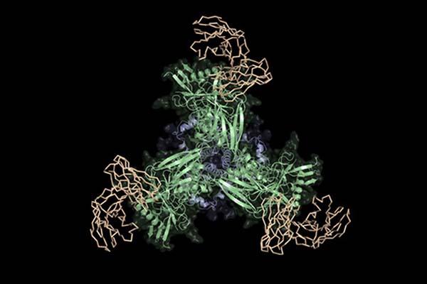 New HIV Vaccine Strategy Achieves Proof-Of-Principle