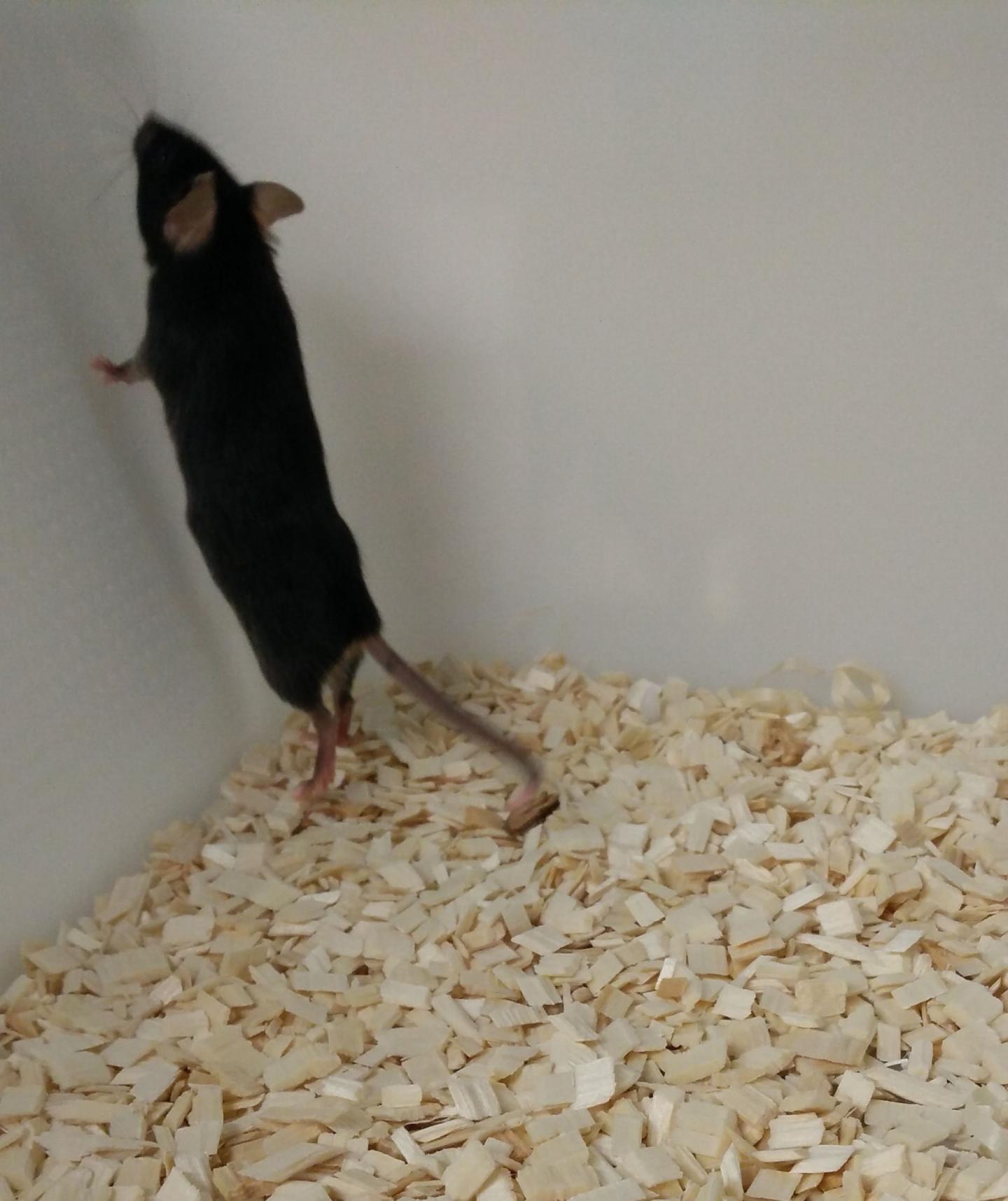 Mouse 