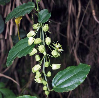 <i>Passiflora kwangtungensis</i> (1 of 3)
