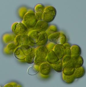 Alge der Gruppe Coleochaete unter dem Lichtmikroskop: Das Forschungsteam untersuchte Gene und Daten zu Fossilien, um herauszufinden, wann und wie die Alge komplexerer Baupläne entwickelt hat.