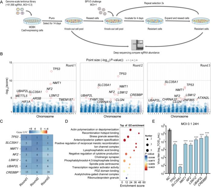 Genome-wide CRISPR/Cas9 knockout screen identifies host factors essential for Bovine Parainfluenza Virus Type 3 replication