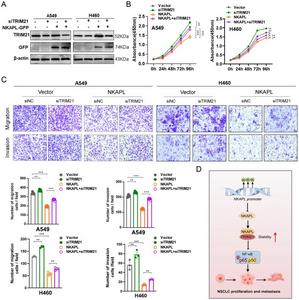 TRIM21 knockdown mitigates the effects of NKAPL on NSCLC cell phenotypes.