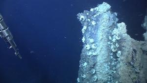 Deep sea worm fights ‘poison with poison’ to survive high arsenic and sulfide levels
