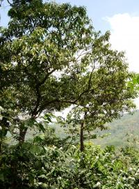 <I>Miconia affinis</I> Tree