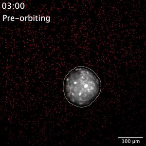 Cell orbit and invasion