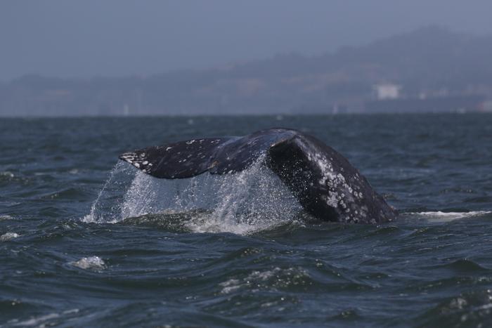 TMMC-1-66, also known as 'Oreo', swimming in central San Francisco Bay