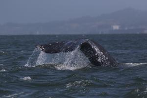 TMMC-1-66, also known as 'Oreo', swimming in central San Francisco Bay