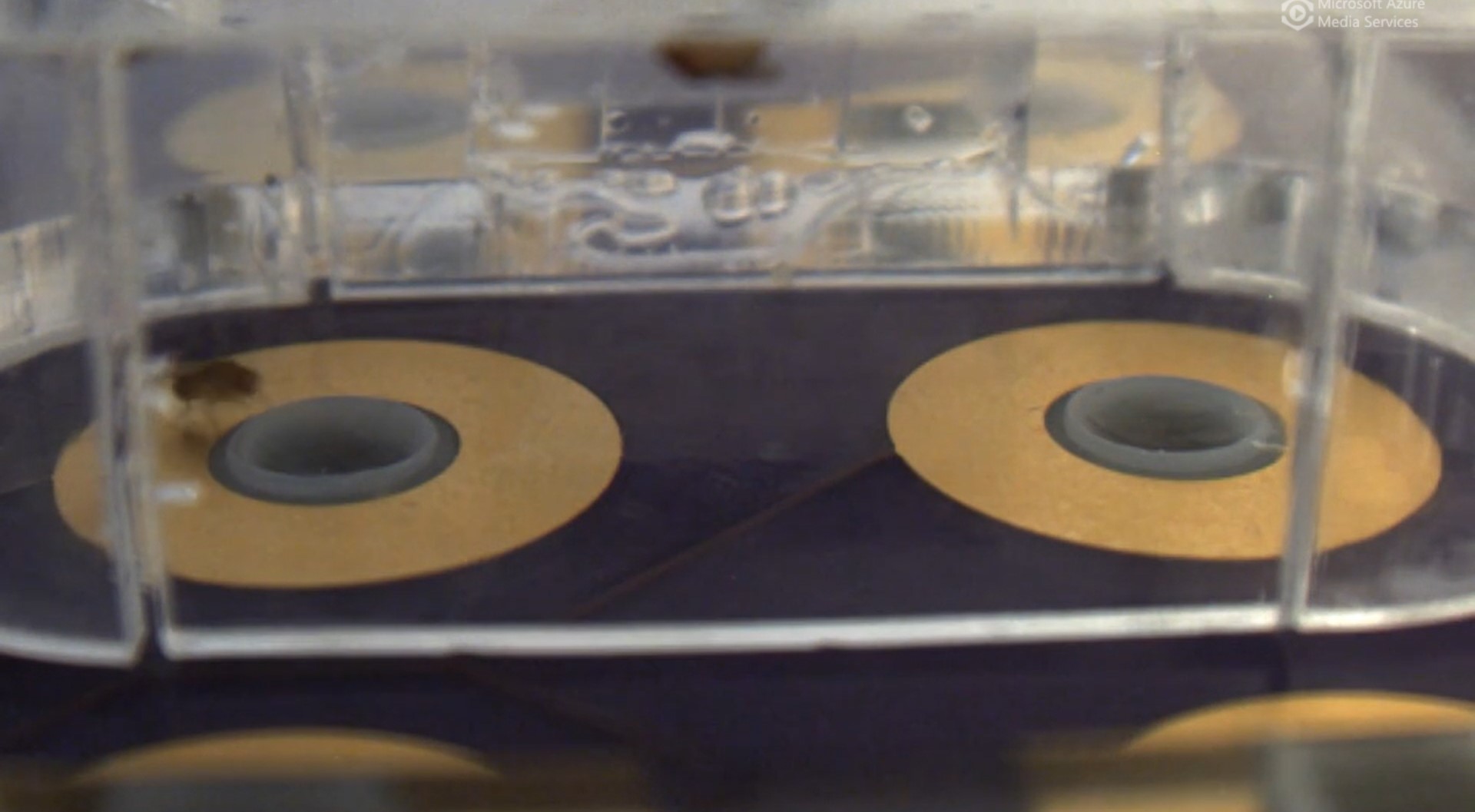 Fruit flies feeding