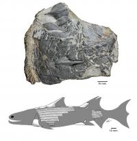 Ancient Southern China Fish May Have Evolved Prior to the 'Age of Fish'