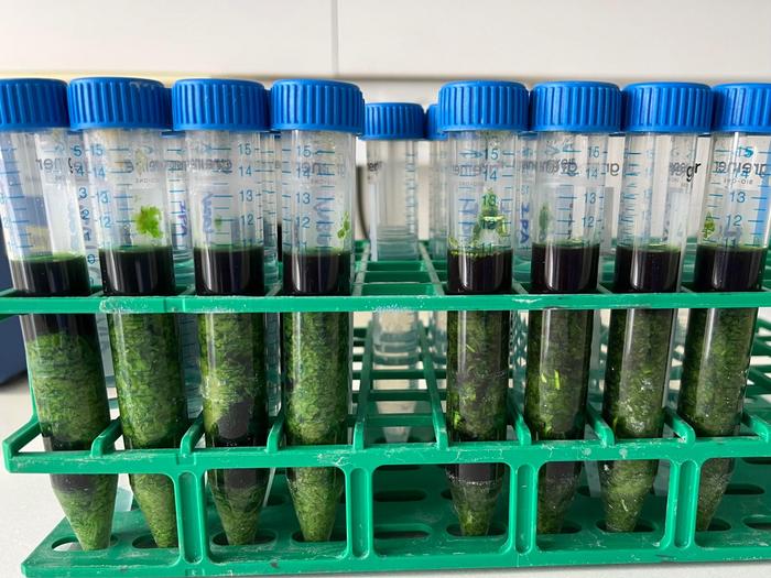 Contaminants extraction from plants using organic solvent_