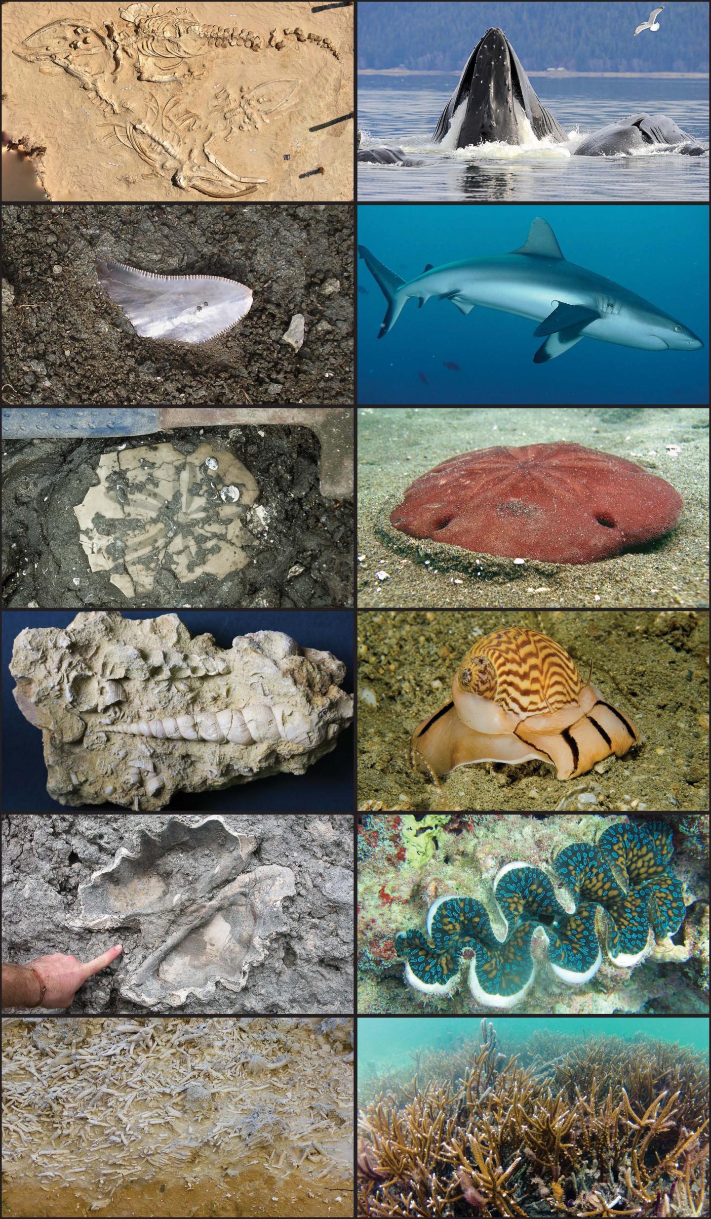 Marine Fossil Record Highlights Extinction Risks (1 of 3)