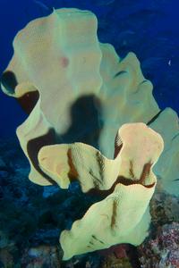 Archaea as Flexitarians: Ammonia-Oxidizing Microbes Feed on Amino Acids - News Directory 3