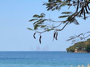 A swarm of the lake fly larvae, Chaoborus edulis, over Lake Malawi Credit Philip Matthews
