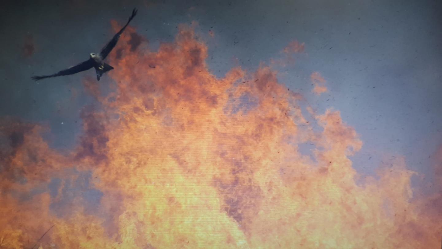 New Insights on Animal Movement in Fire-Prone Landscapes