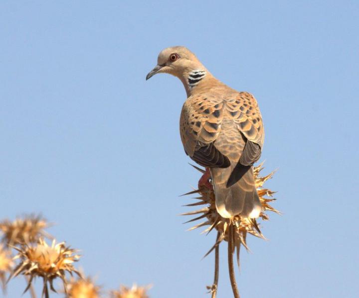 Turtle Dove (2 of 2)