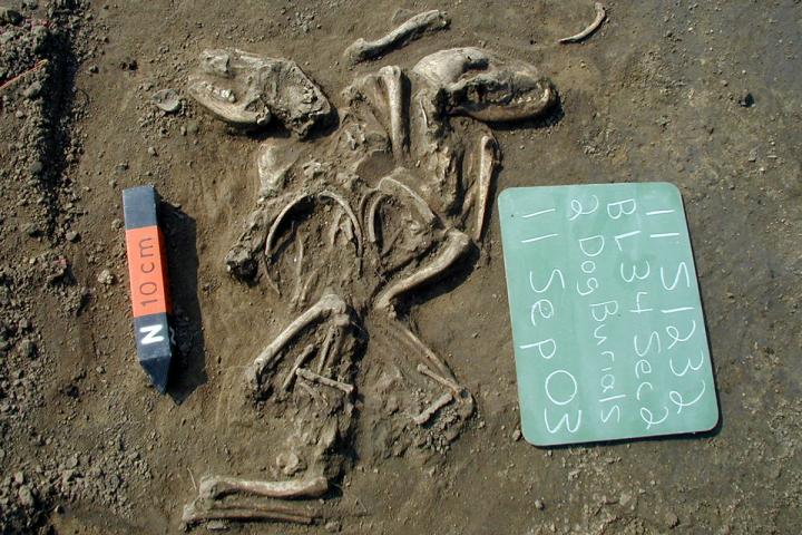 Dog Burial