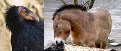 Biodiversity Conservation