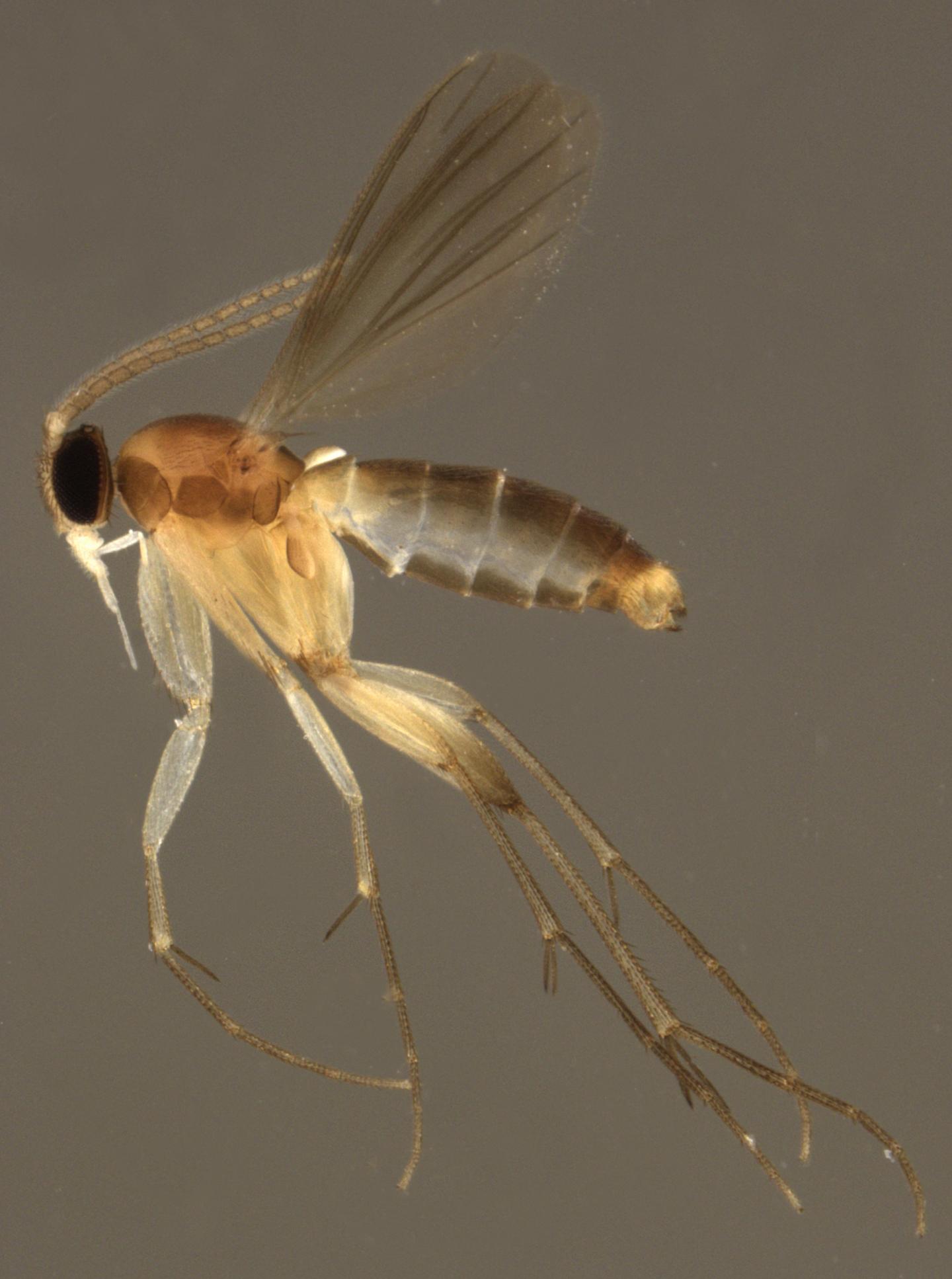<I>Maneta aligera</I>