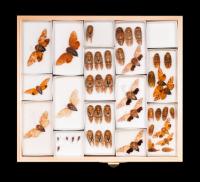 Insect Tray