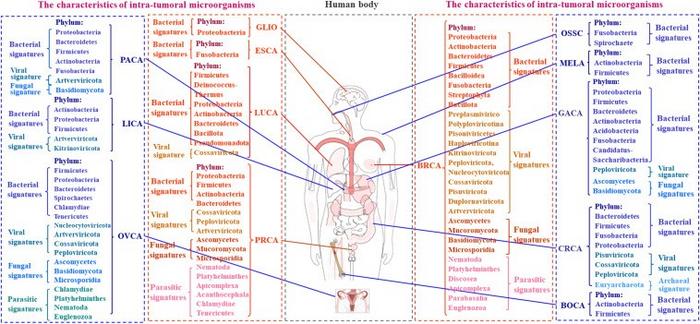 The characteristics of intra-tumoral microbiota in human different cancers.