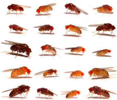 <i>Drosophilidae</i> Flies